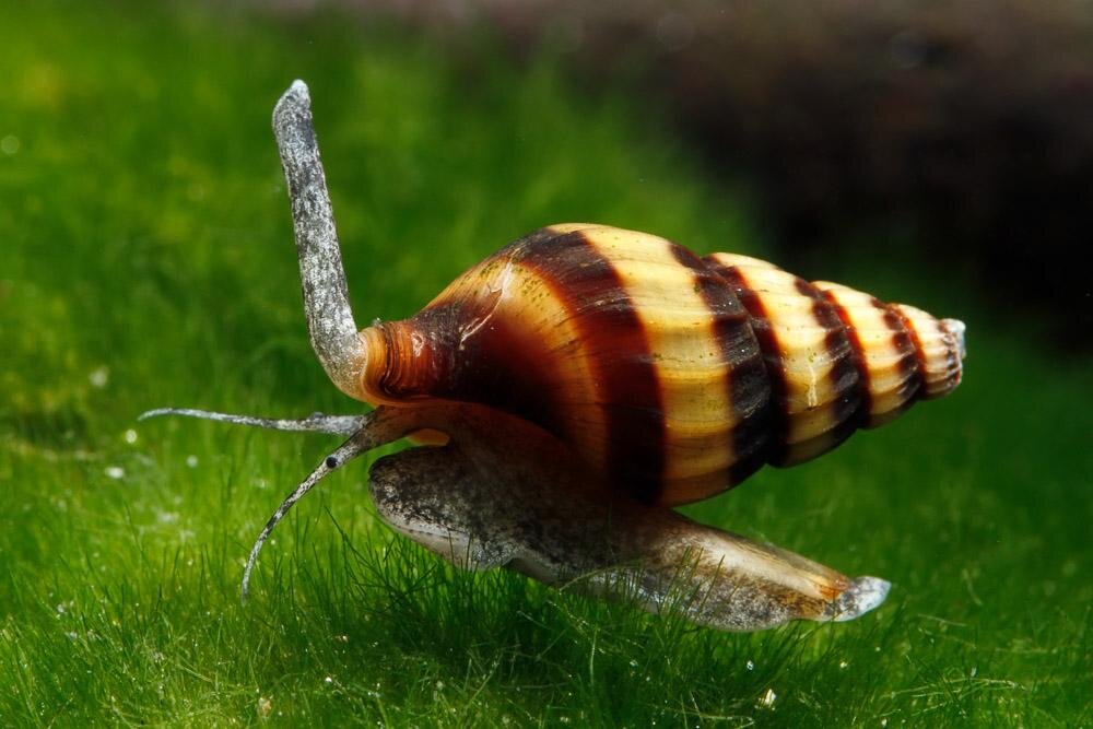 Anentome helena 2cm