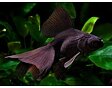 Schleierschwanze Black Moor 5cm
