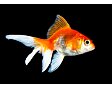 Schleierschwanze Red/White 5cm