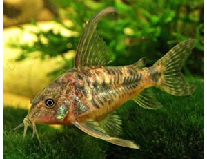 Corydoras paleatus LF - Marmor-Panzerwels Schleier 2,5-3 cm