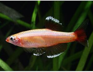 Tanichthys albonubes Gold - Kardinalfisch Gold 3 cm