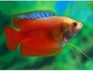 Colisa lalia Rot - Roter Zwergfadenfisch XL 4-5 cm
