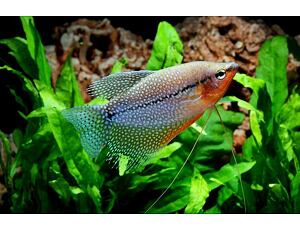 Trichogaster leerii - Mosaik-Fadenfisch 4-5 cm