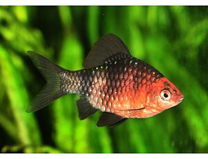 Puntius nigrofasciatus - Purpurkopfbarbe 3-4 cm