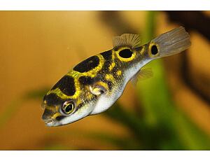Tetraodon biocellatus - Palembang-Kugelfisch 3-4 cm