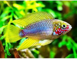 Apistogramma opal - Opal-Apistogramma 3-3,5cm