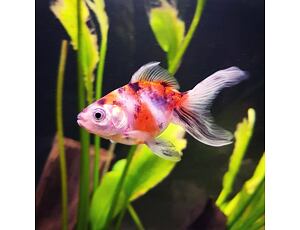 Schleierschwanze Calico 4-5 cm