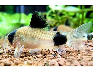 Corydoras panda - Panda-Panzerwels 2,5-3 cm