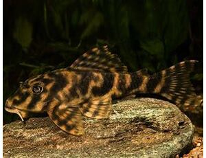 Peckoltia Vittata L015 4-5 cm