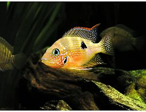 Thorichthys ellioti - Elliots Buntbarsch 4-5 cm