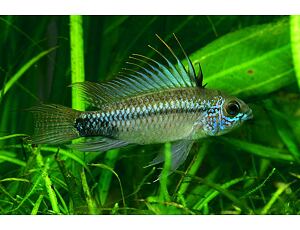 Apistogramma trifasciata - Dreistreifen-Zwergbuntbarsch 3-3,5 cm