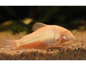 Corydoras aeneus Albino - Albino-Metallpanzerwels 2,5-3 cm