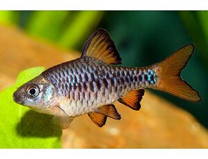 Puntius oligolepis - Eilandbarbe 3 cm