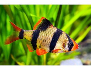Puntius tetrazona - Sumatrabarbe 3-4 cm