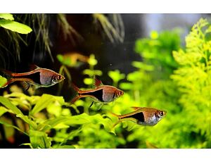 Rasbora heteromorpha - Keilfleckbärbling 2,5-3 cm