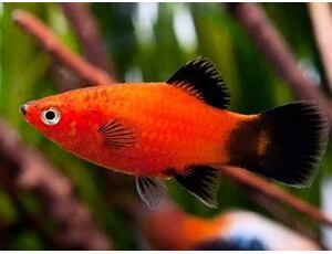Xiphophorus maculatus WG - Platy Wagtail Rot 3 cm