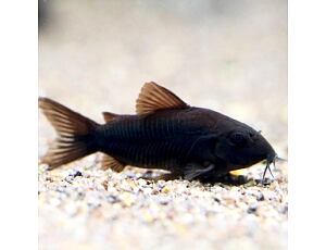 Corydoras aeneus var. Black Venezuela - Schwarzer Metallpanzerwels 2,5-3 cm
