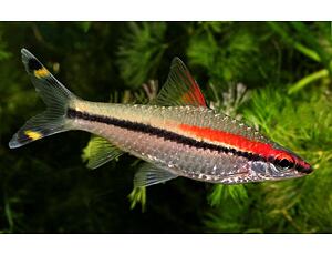 Puntius denisoni - Rotstreifen-Barbe 4-5 cm