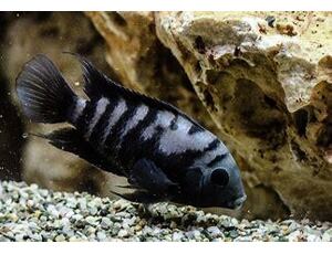 Cichlasoma nigrofasciatum - Grünflossenbuntbarsch 4-5 cm