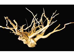 Wurzeln Stoffels Spiderwood klein 20 cm