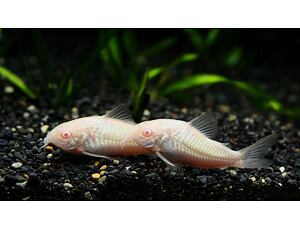 Corydoras paleatus Albino - Albino Marmorpanzerwels 2,5-3 cm