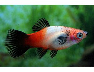 Xiphophorus maculatus SHOWA Tricolor - Platy SHOWA 3 cm
