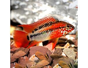 Apistogramma viejeta Red - Schwarzkehl-Zwergbuntbarsch 3-4 cm