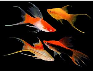 Xiphophorus helleri Lyra - Lyra Schwertträger 4-5 cm