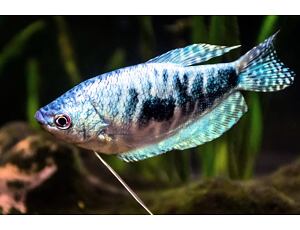 Trichopodus trichopterus Marmor - Marmor Fadenfisch 	4-5 cm