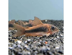 Corydoras aeneus - Metallpanzerwels 2,5-3 cm