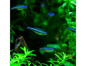 Paracheirodon simulans - Blauer Neonsalmler 1,5-2 cm