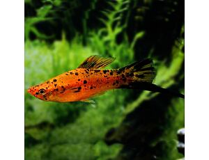 Xiphophorus helleri Berlin - Berliner Schwertträger 4-5 cm