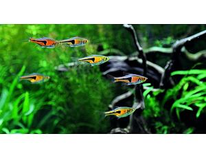 Rasbora espei - Espes Keilfleckbärbling 2-2,5 cm