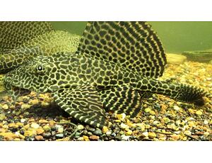 Glyptoperichthys gibbiceps - Wabenschilderwels 3-4 cm