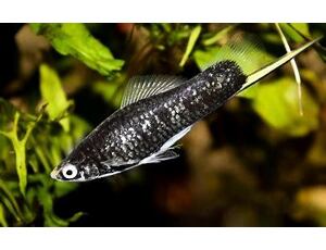 Xiphophorus helleri Schwarz - Schwarzer Schwertträger 4-5 cm