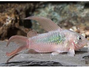 Corydoras aeneus LF - Metallpanzerwels Schleier 2,5-3 cm