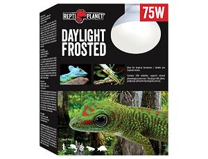 REPTI PLANET Daylight Frosted 75W