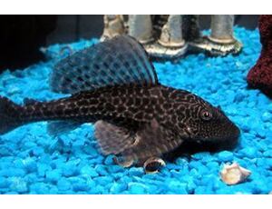 Hypostomus plecostomus - Saugmaulwels 4-5 cm