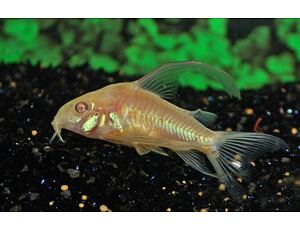 Corydoras paleatus Albino LF - Albino Marmorpanzerwels Schleier 2,5-3 cm