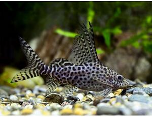 Synodontis velifer - Kamerun Fiederbartwels 3-4 cm