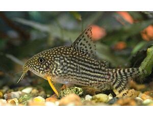 Corydoras sterbai - Orangeflossen-Panzerwels 2,5-3 cm