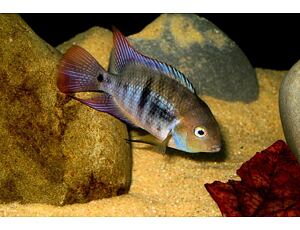 Cichlasoma sajica - Sajikabuntbarsch 3-4 cm
