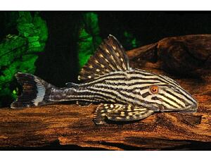 Panaque nigrolineatus - Schwarzlinien-Harnischwels 4-5 cm
