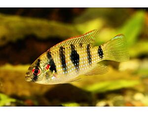 Anomalochromis thomasi - Afrikanischer Schmetterlingsbuntbarsch 3-4 cm