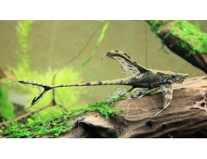 Sturisoma aureum - Goldbartwels 5-6 cm