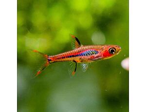 Boraras brigittae 1,5-2 cm - Mosquitorasbora 1,5-2 cm