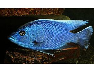 Sciaenochromis fryeri - Azurcichlide Ahli 4-5 cm
