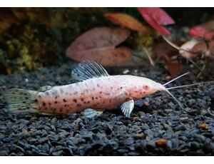 Hoplosternum thoracatum Albino - Gemalter Schwielenwels Albino 4-5 cm