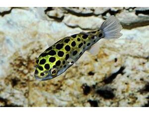 Tetraodon nigroviridis - Grüner Kugelfisch 3-4 cm