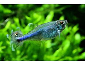 Boehlkea fredcochui  - Blauer Perusalmler 3-4 cm